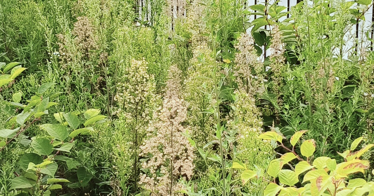 How to Identify Japanese Knotweed: Season by Season
