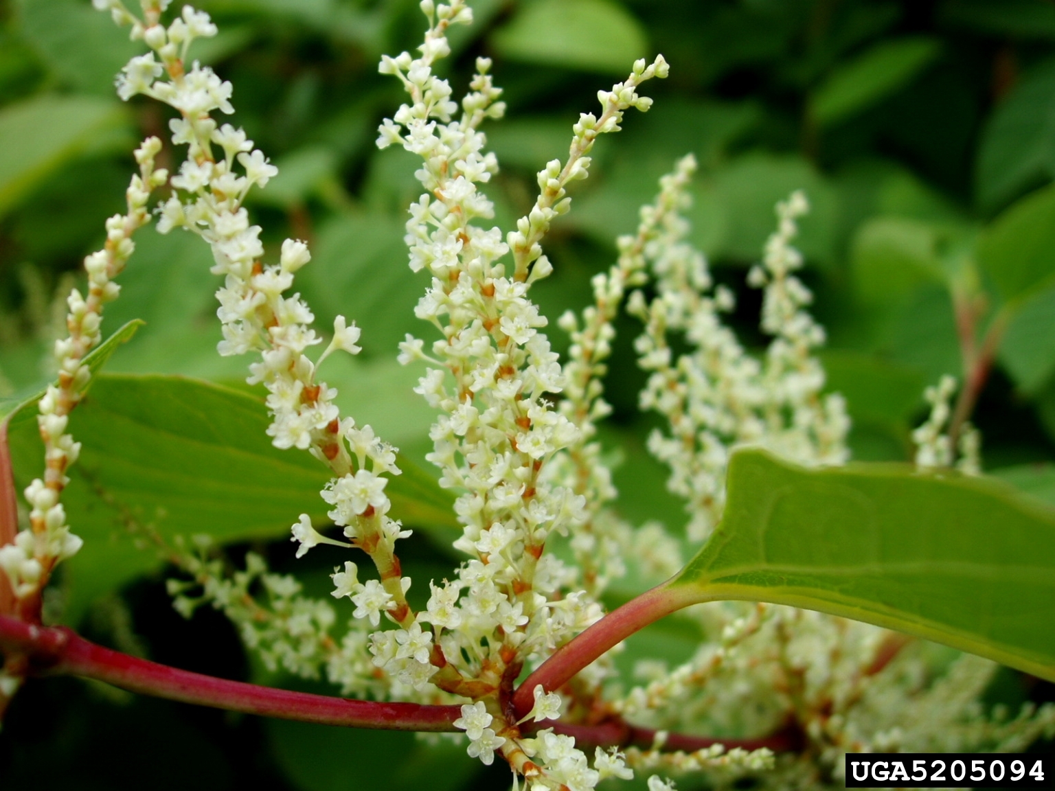 Creamy-white flower clusters of Japanese knotweed in late summer