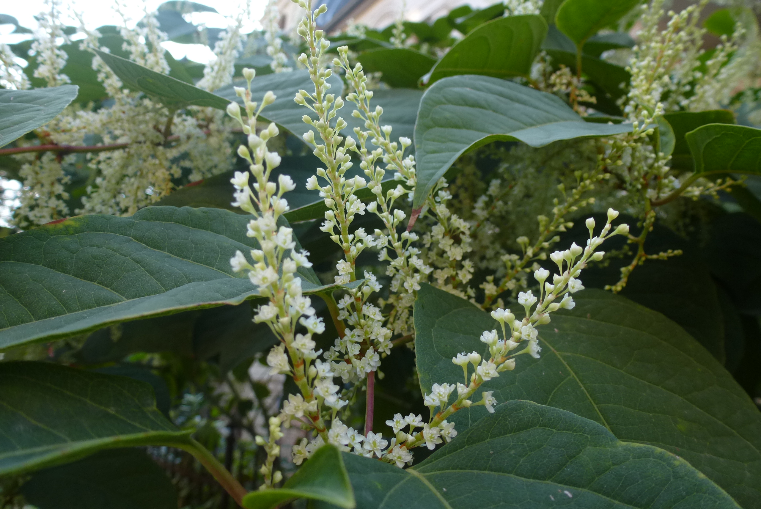 Japanese knotweed stand in flower in September, with creamy-white flower clusters toward the stem tips