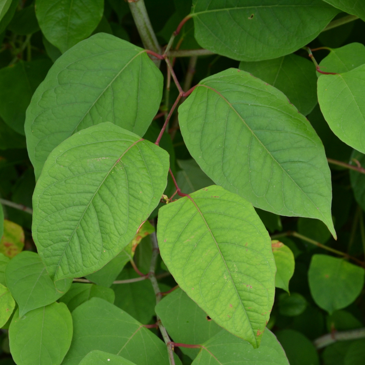 Close-up of Japanese knotweed leaves showing the spade shape and flat base