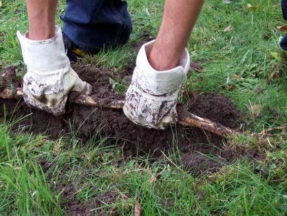 A Japanese knotweed rhizome snapped open to show its orange, carrot-like centre.
