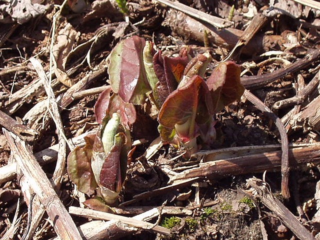 Reddish-purple Japanese knotweed shoots emerging from the ground in spring