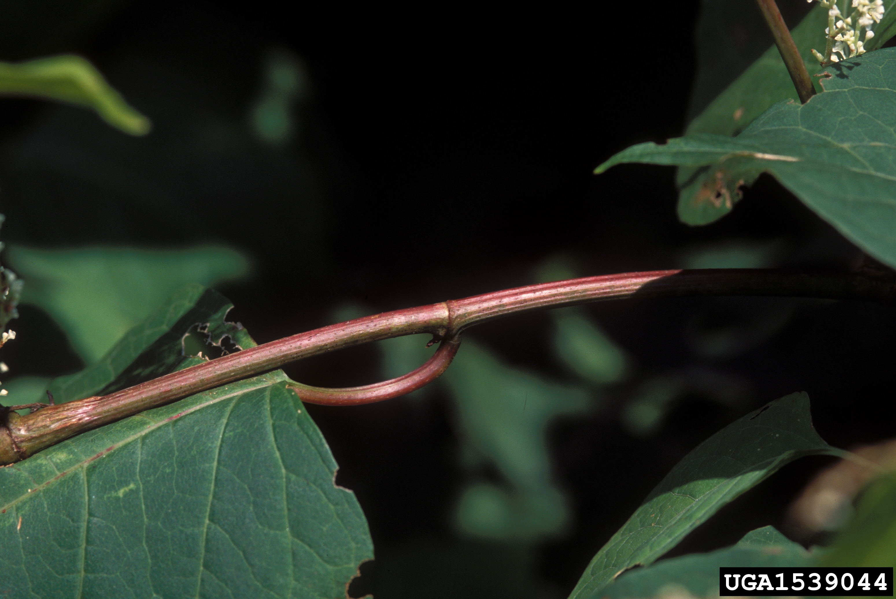 Japanese knotweed stem showing the bamboo-like form