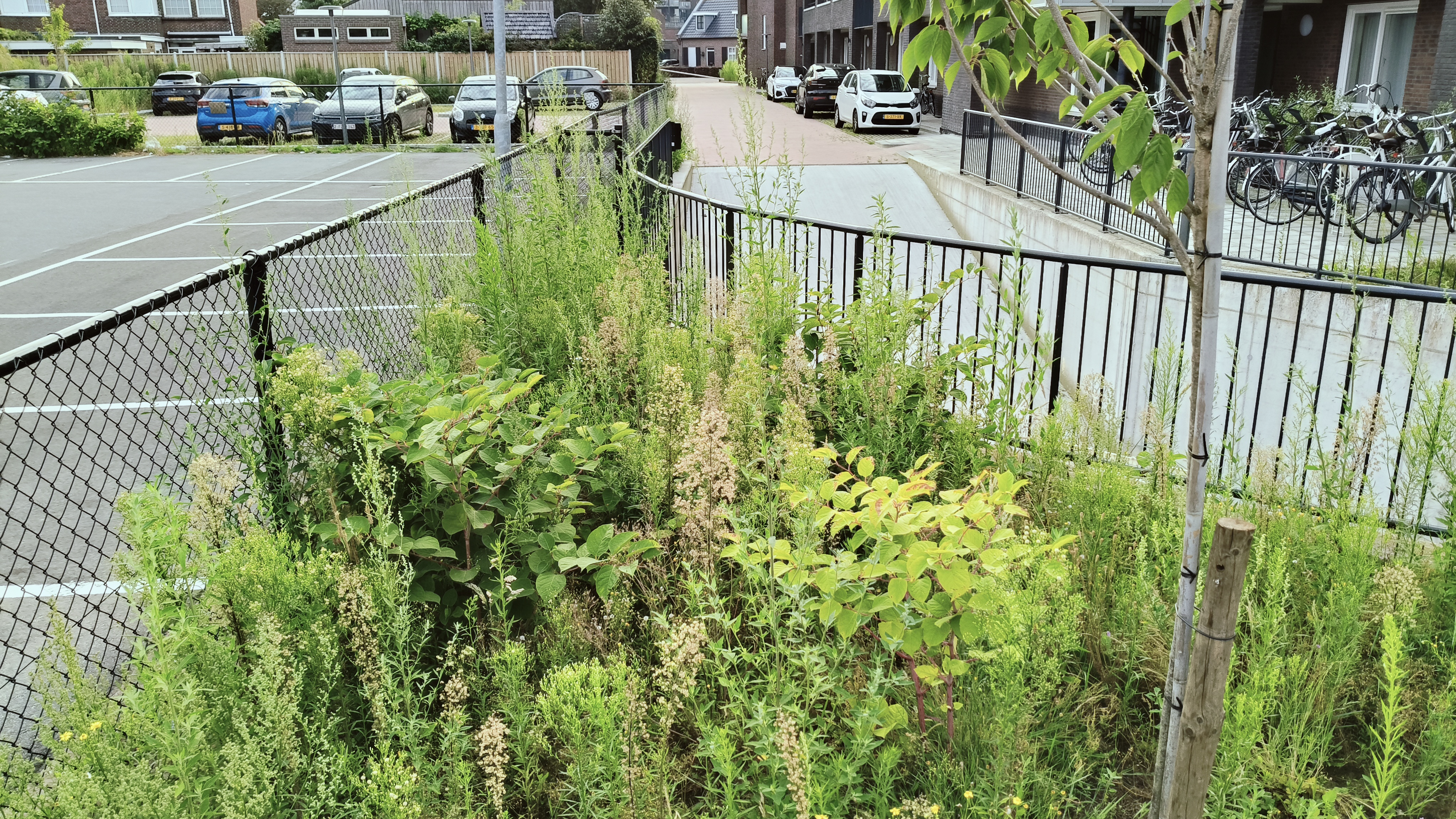 Dense stand of Japanese knotweed in late summer