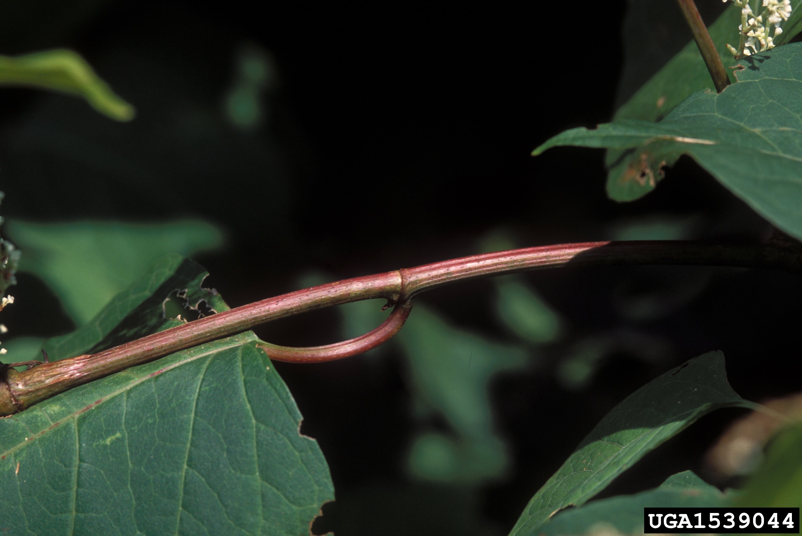 Japanese knotweed stem showing the bamboo-like form