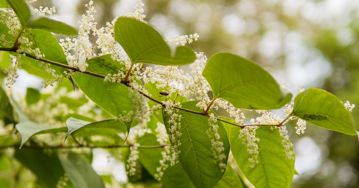 Japanese Knotweed in Ireland: The Complete Guide