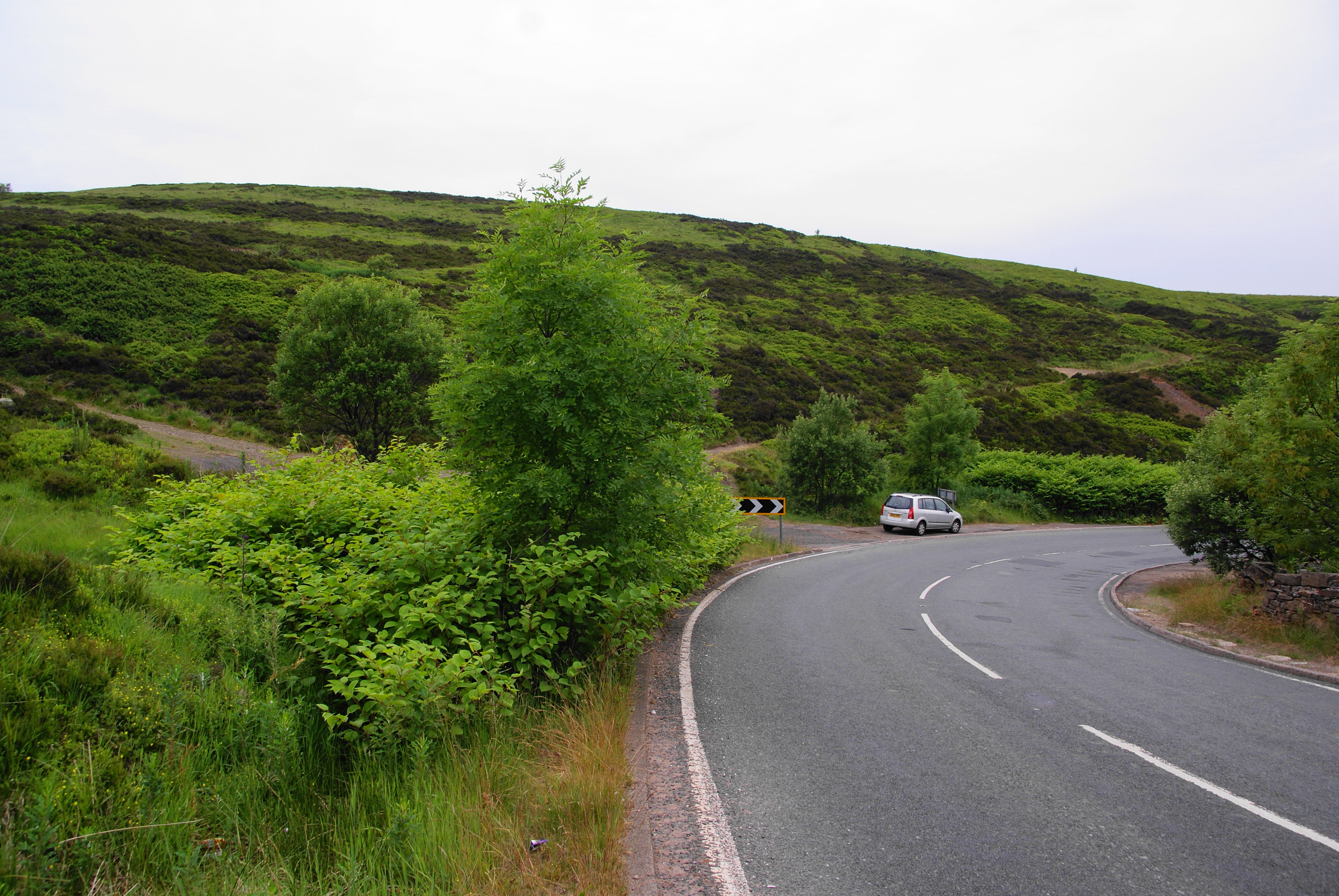 Japanese knotweed crowding a roadside verge, one of the main pathways for its spread in Ireland.