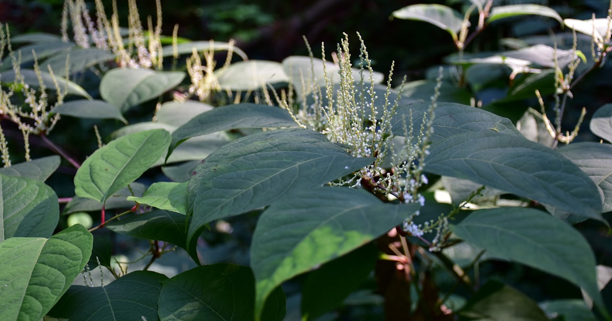 Dense Japanese knotweed stand with shovel-shaped leaves and reddish speckled stems in flower.