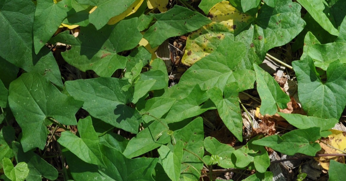 Plants Commonly Mistaken for Japanese Knotweed (With Photos)