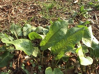 Broad-leaved dock showing a rosette of large oval leaves