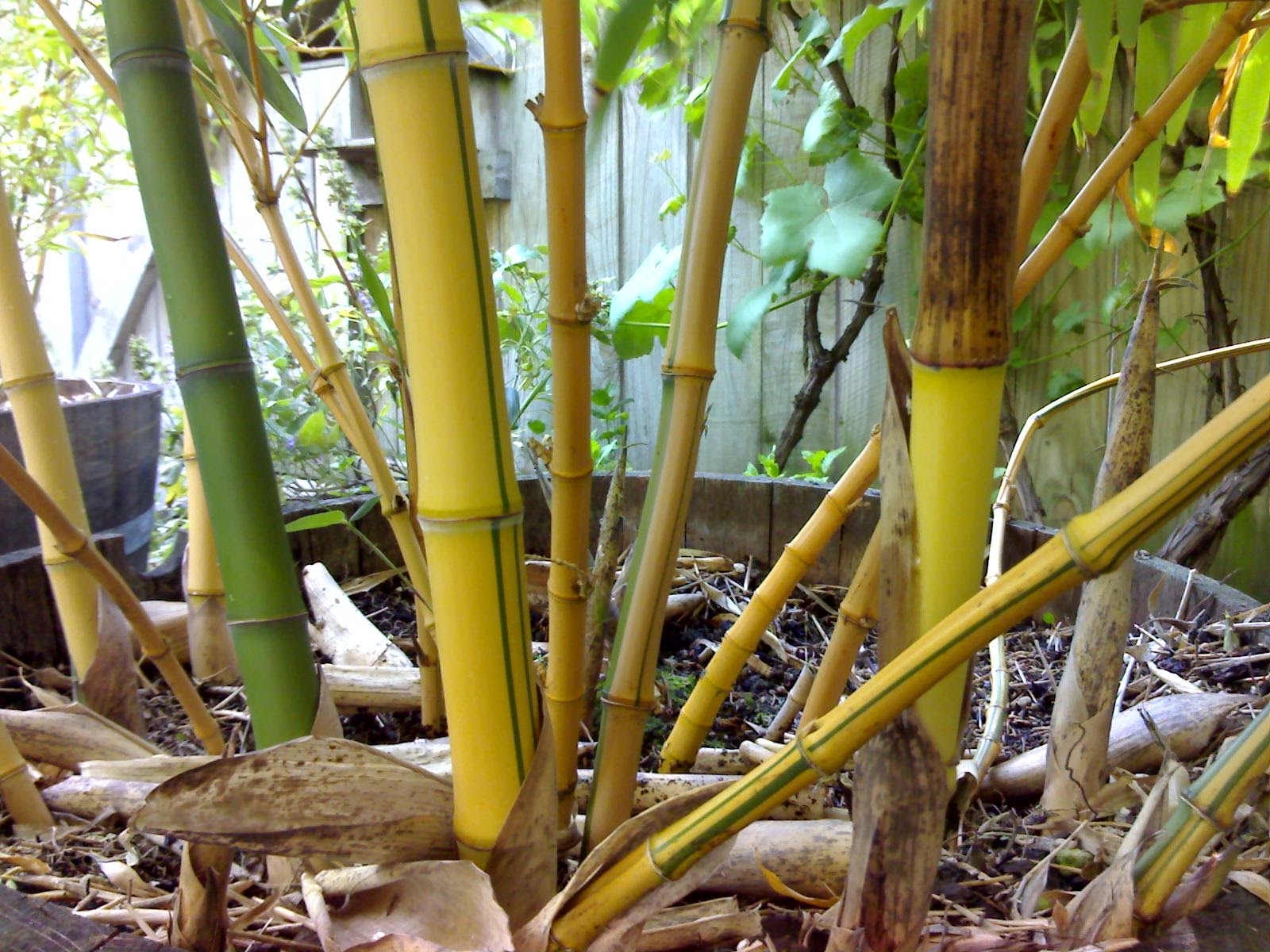Bamboo canes with visible nodes and new shoots