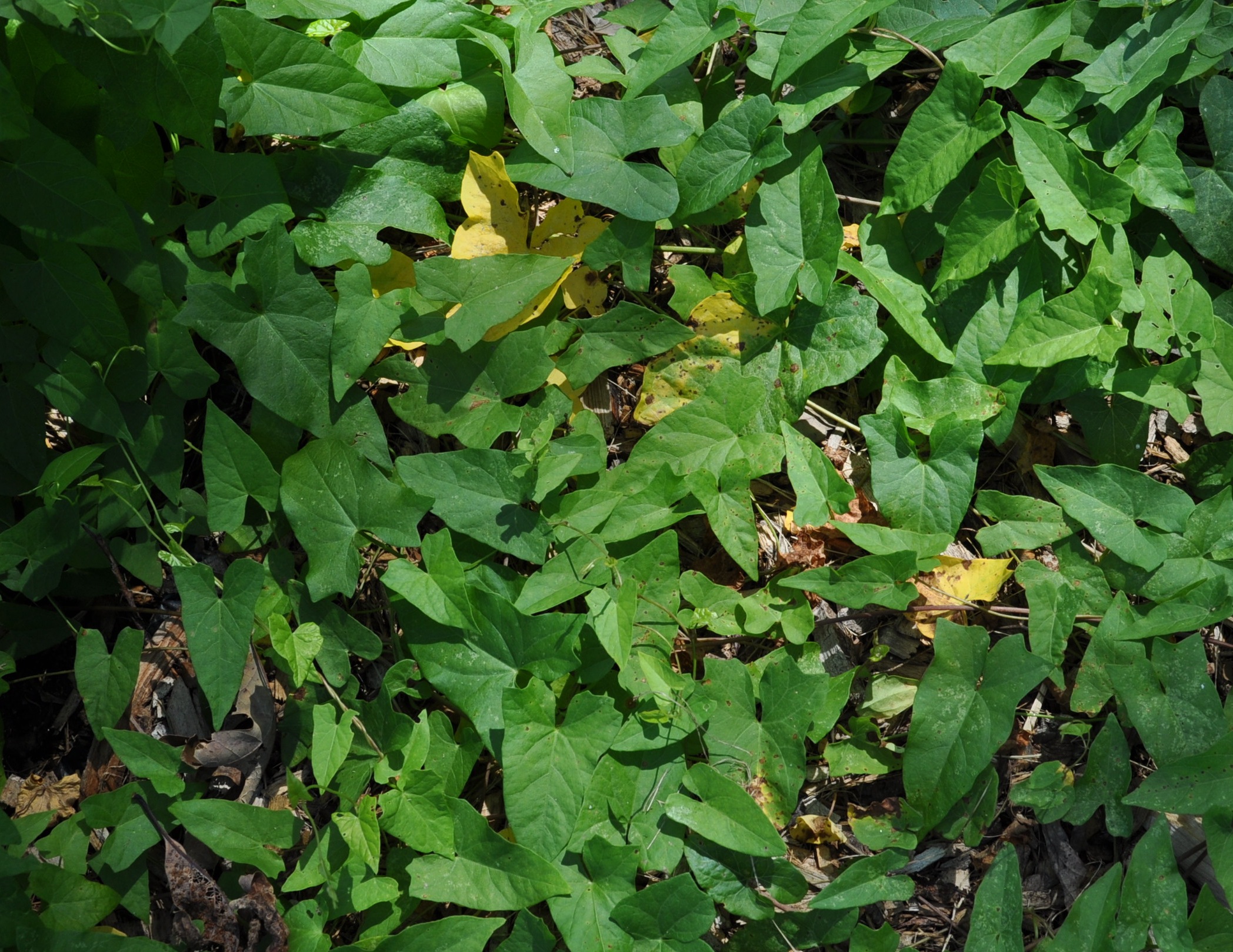Hedge bindweed twining around a support with white trumpet flowers