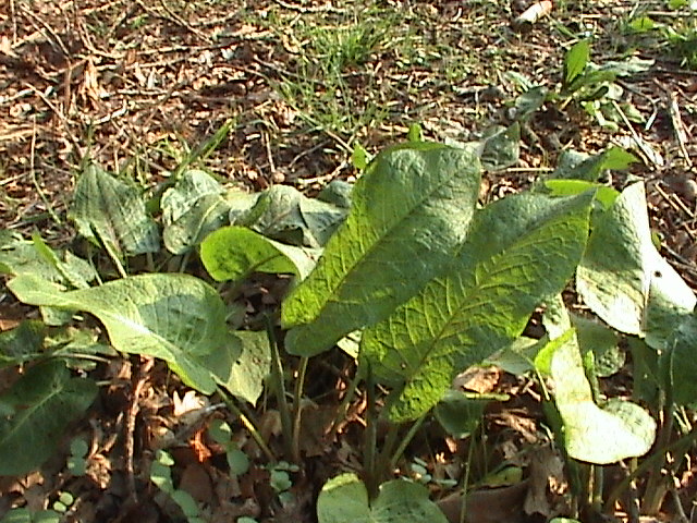 Broad-leaved dock showing a rosette of large oval leaves