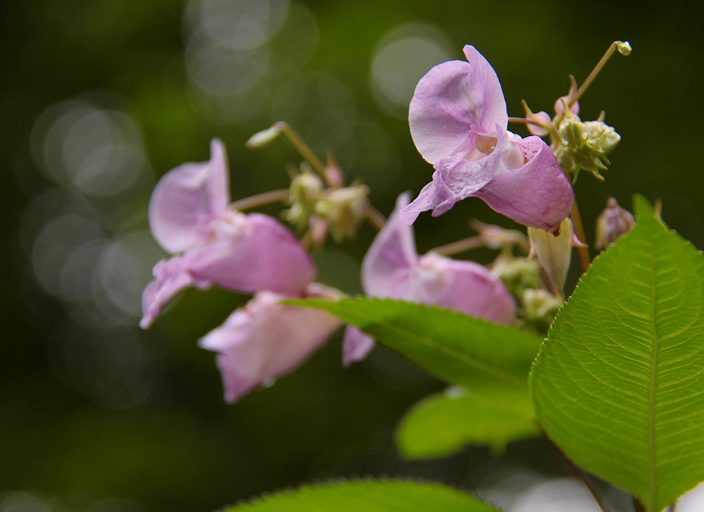 Himalayan balsam with pink bonnet-shaped flowers