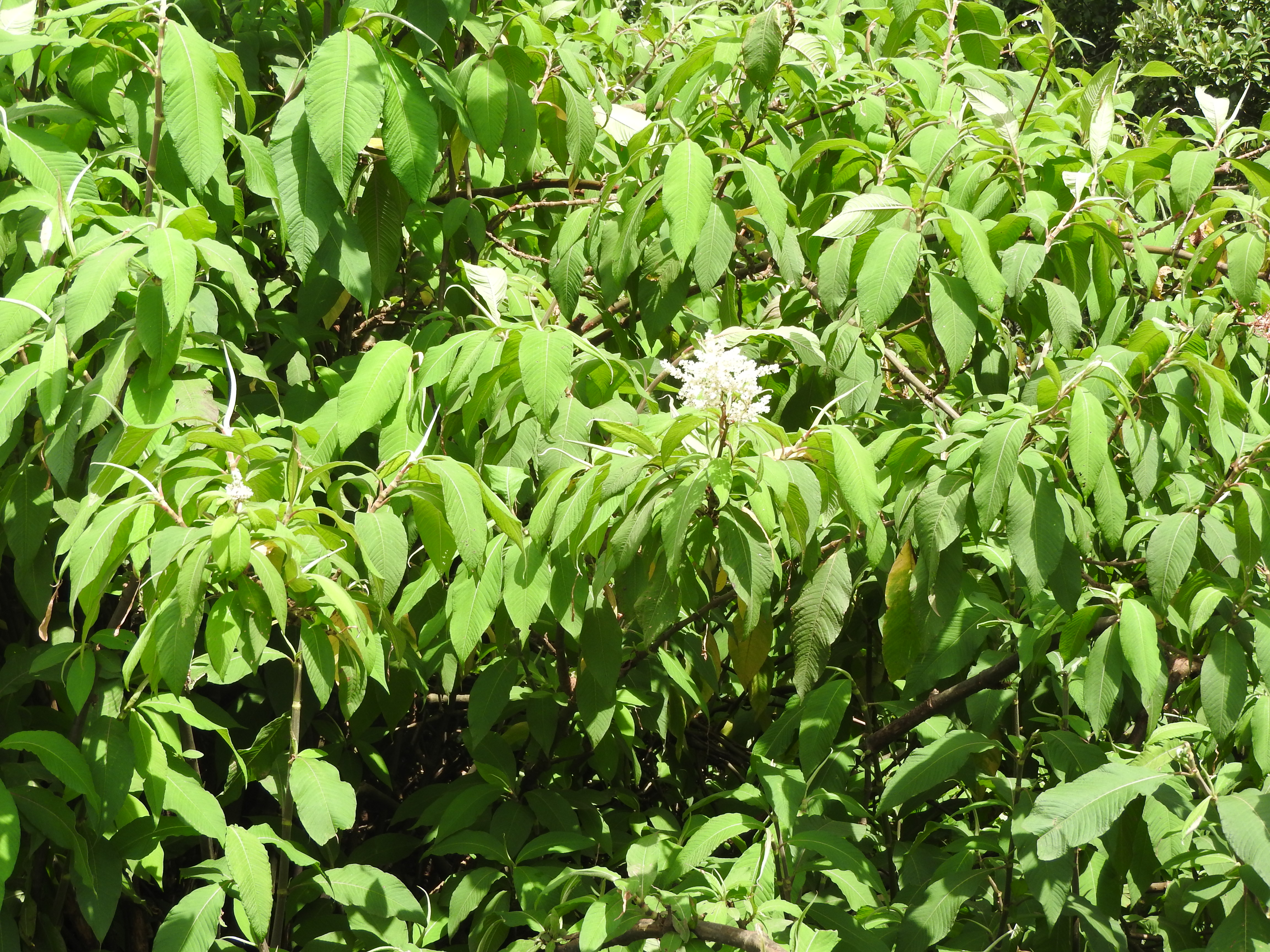 Himalayan knotweed with lance-shaped leaves and white flower clusters