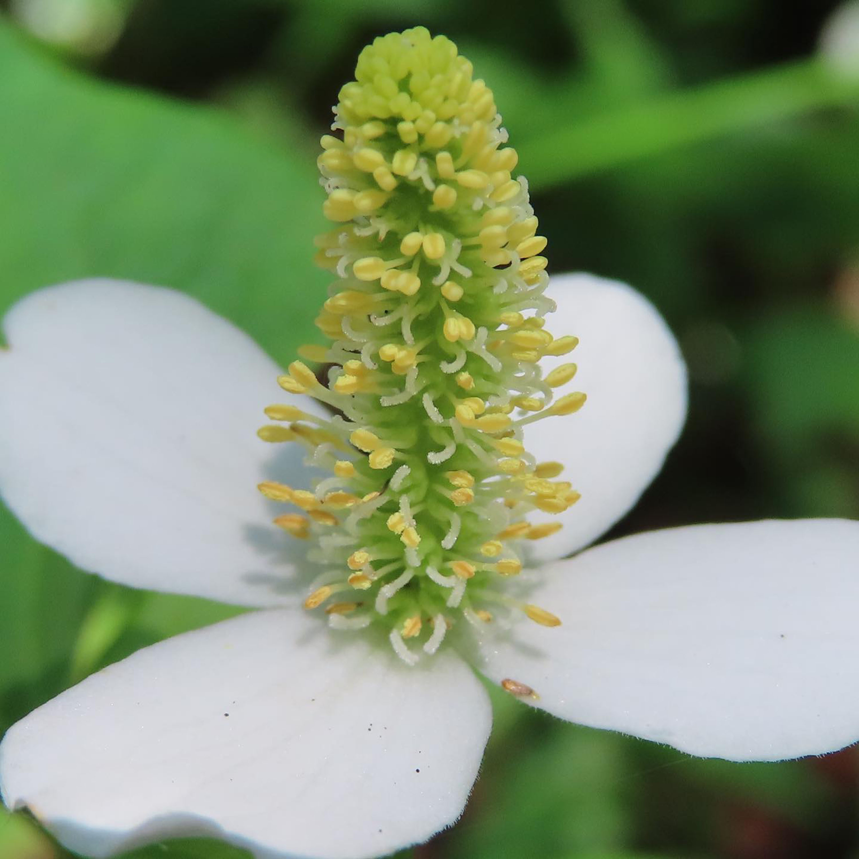Houttuynia cordata flower with white bracts around a yellow spike