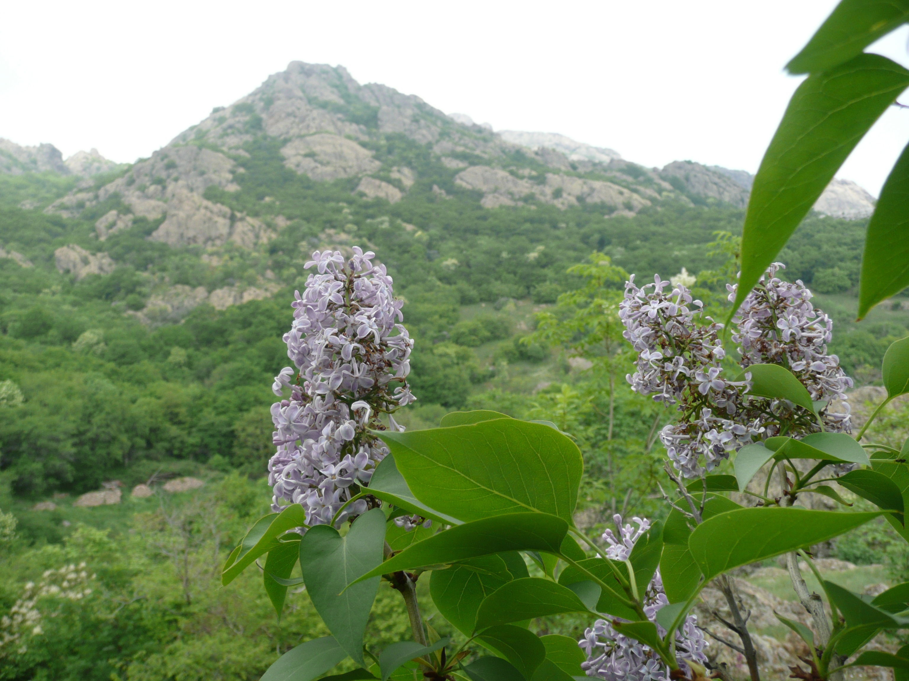 Common lilac shrub with purple flower clusters