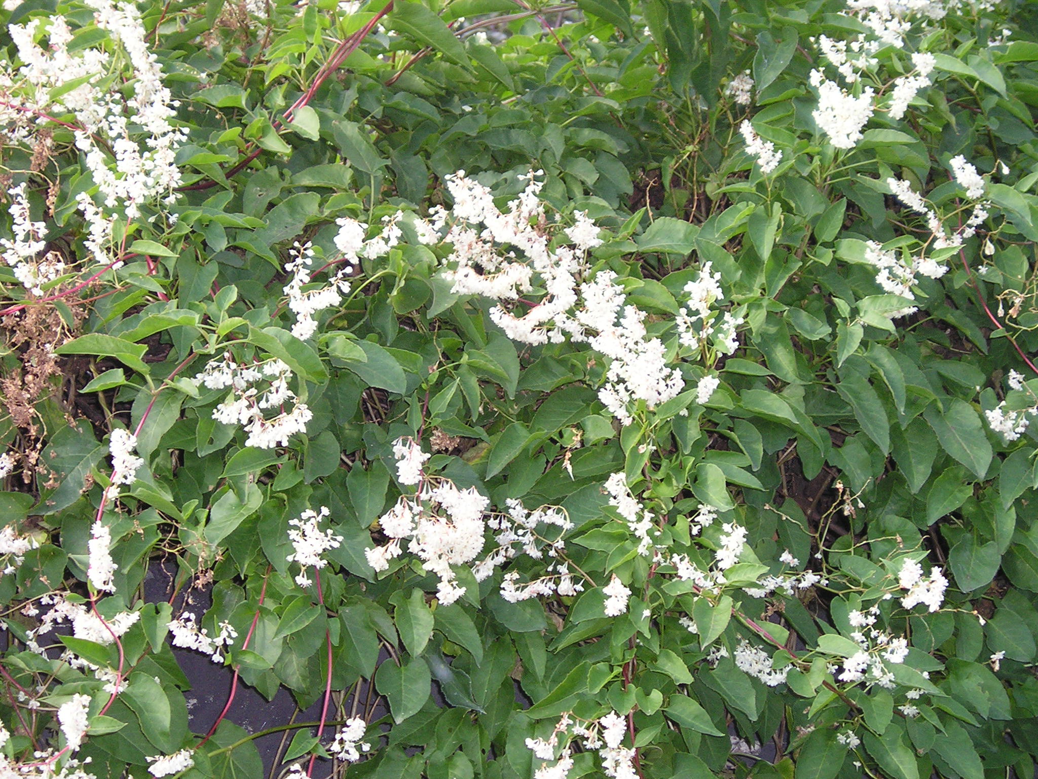 Russian vine twining around a garden wall