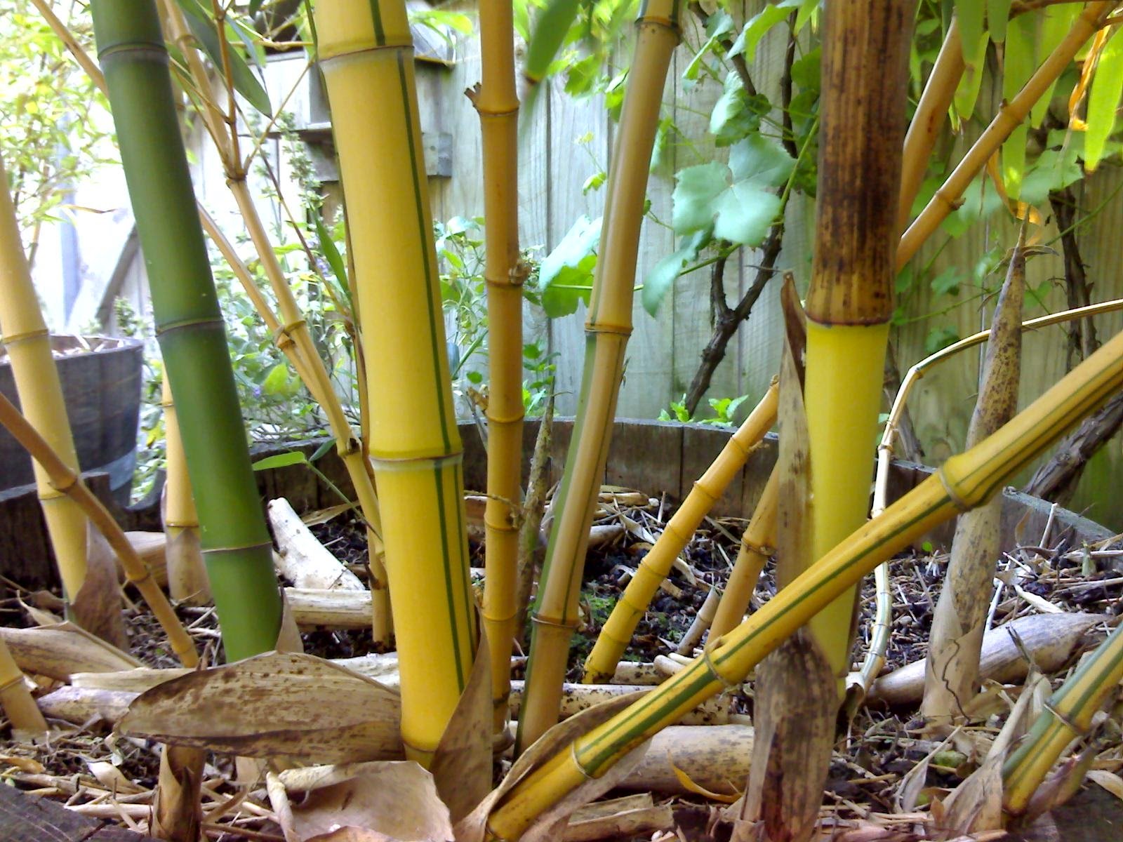 Bamboo canes with visible nodes and new shoots