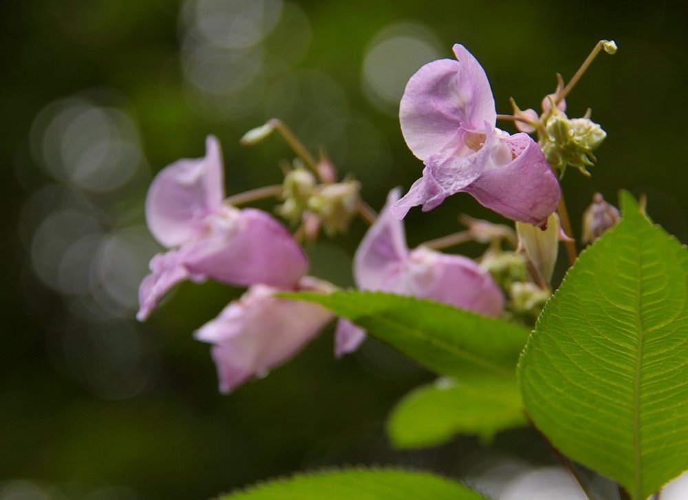 Himalayan balsam with pink bonnet-shaped flowers